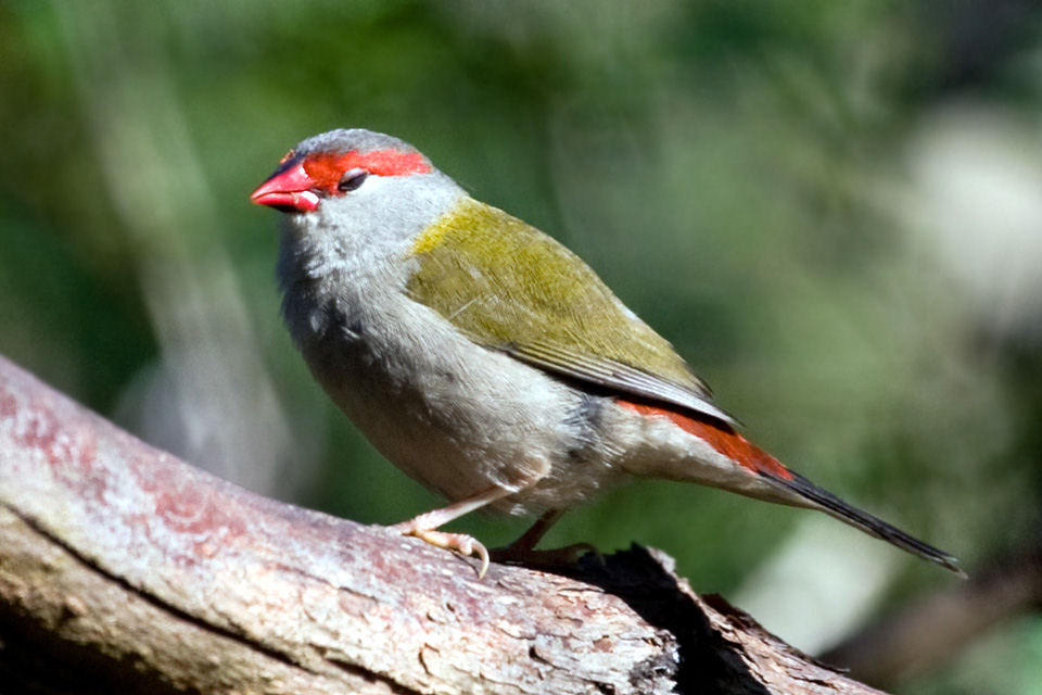 Red-browed Finch (Neochmia temporalis)